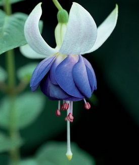 Blautopf | Deutsche Fuchsiengesellschaft e.V.